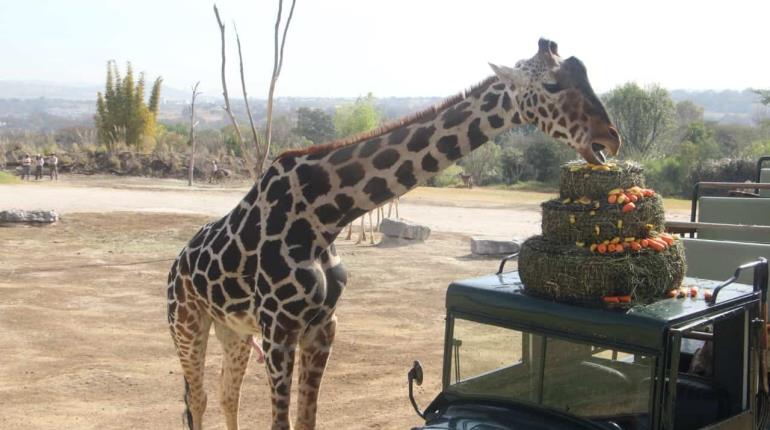 Se integra "Benito" con su nueva manada en Africam Safari