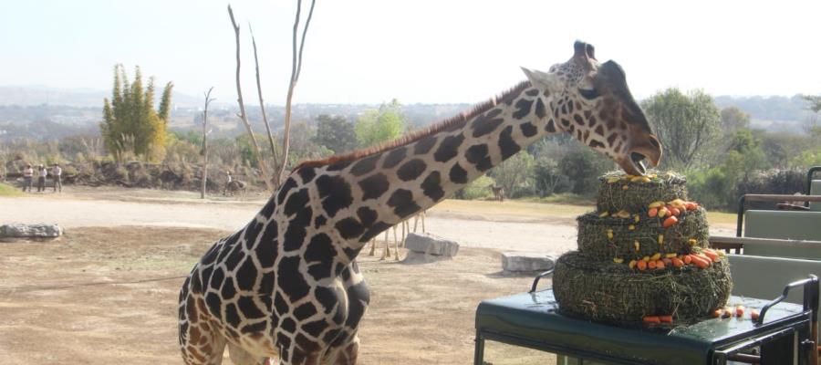 Se integra "Benito" con su nueva manada en Africam Safari