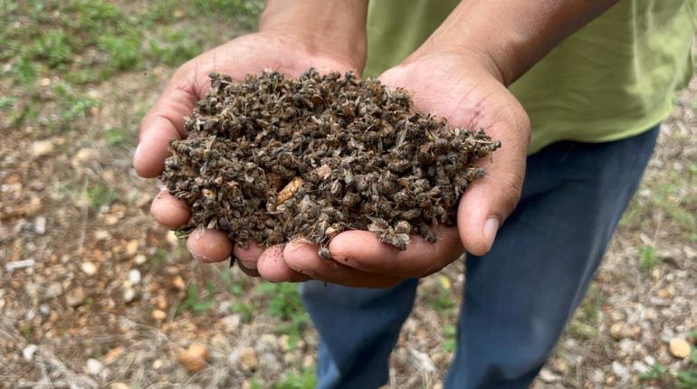 Reportan nueva mortandad de abejas en Campeche por agroquímicos