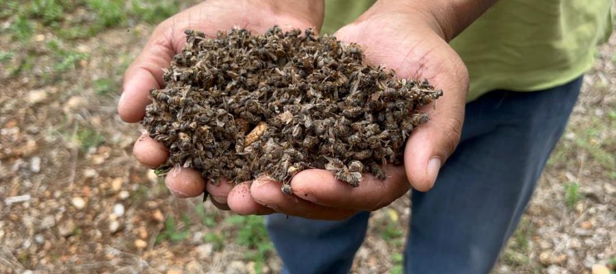 Reportan nueva mortandad de abejas en Campeche por agroquímicos