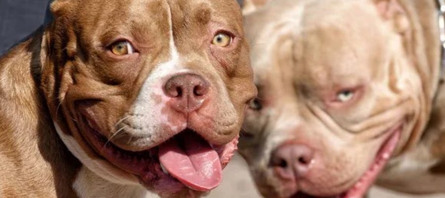 Defensora de animales muere tras ser atacada por sus propios perros pitbull en Nicaragua