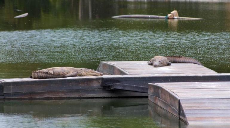 No acercarse a laguna de Las Ilusiones por ser temporada de reproducción de cocodrilos: Centro