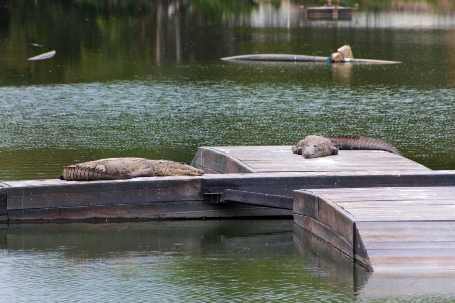 No acercarse a laguna de Las Ilusiones por ser temporada de reproducción de cocodrilos: Centro