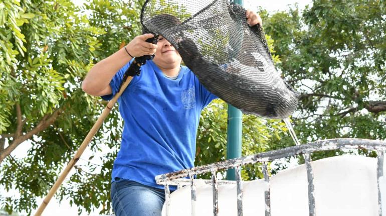 Liberan reproductores de pejelagarto en la Laguna de las Ilusiones