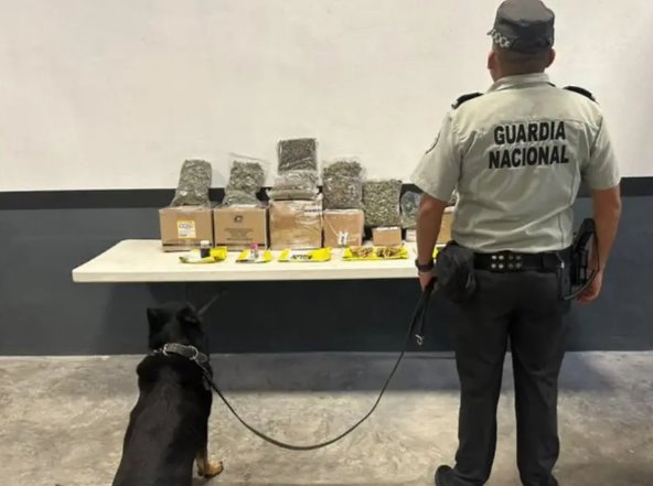 Decomisa Guardia Nacional droga y huachicol en Nuevo León en una semana