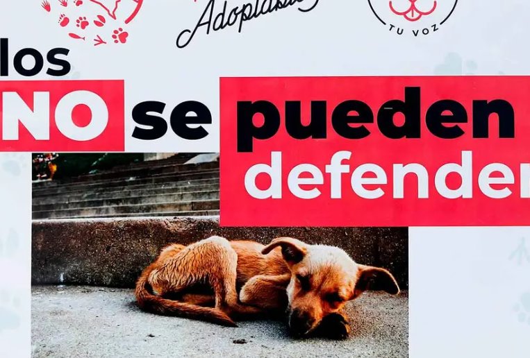 Ofrecen recompensa de 10 mil pesos por presunto envenenador de perritos en Hidalgo