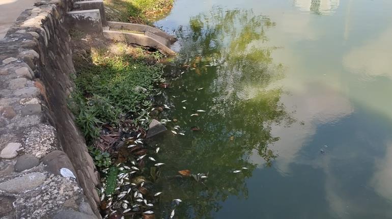 Se registra mortandad de peces en Vaso Cencali