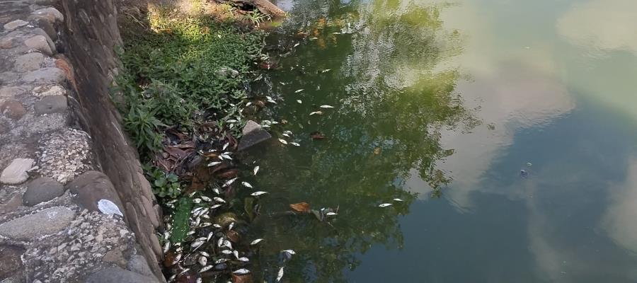 Se registra mortandad de peces en Vaso Cencali