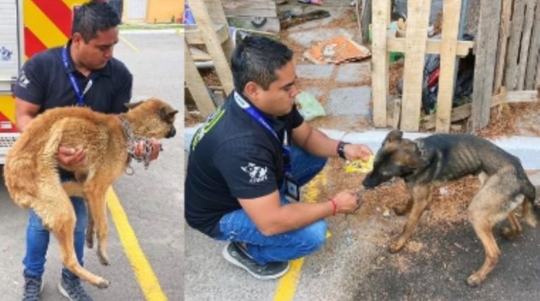 Detienen y multan con más de 30 mil pesos a sujeto que maltrataba a sus dos perros en Querétaro