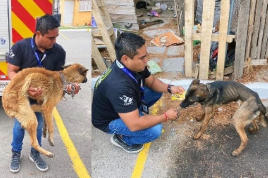 Detienen y multan con más de 30 mil pesos a sujeto que maltrataba a sus dos perros en Querétaro