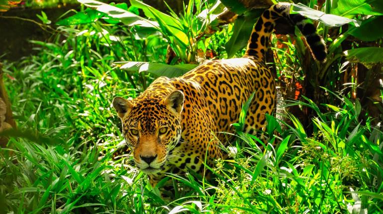 Alista Semarnat Tercer Censo Nacional del Jaguar para estimar población de esta especie