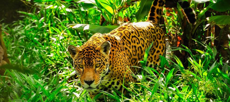 Alista Semarnat Tercer Censo Nacional del Jaguar para estimar población de esta especie