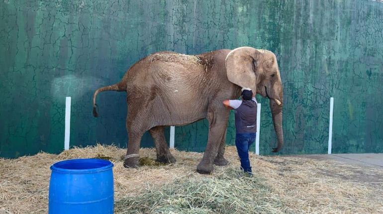 Sheinbaum tendrá agenda de protección a animales, confía Obrador