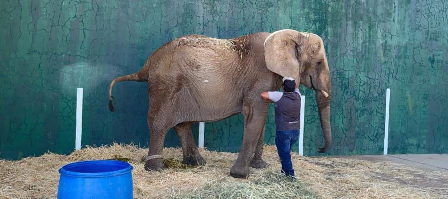 Sheinbaum tendrá agenda de protección a animales, confía Obrador