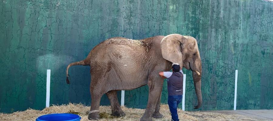 Asegura Profepa a elefanta ´Annie´ en Jalisco