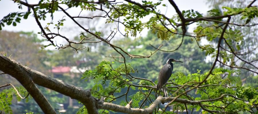 Prevé Conagua ambiente caluroso en Tabasco