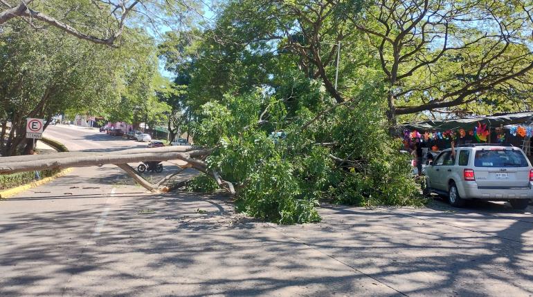 Genera caos vial caída de árbol en la Deportiva