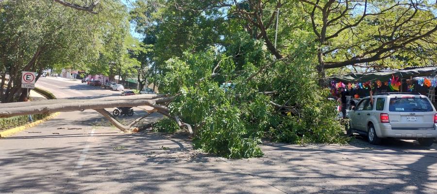 Genera caos vial caída de árbol en la Deportiva