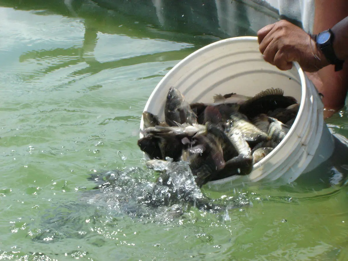 No se retomará proyecto de granja acuícola en Jalapa cerrada por inseguridad: UJAT