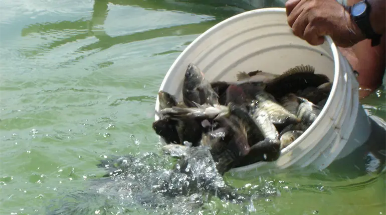 No se retomará proyecto de granja acuícola en Jalapa cerrada por inseguridad: UJAT