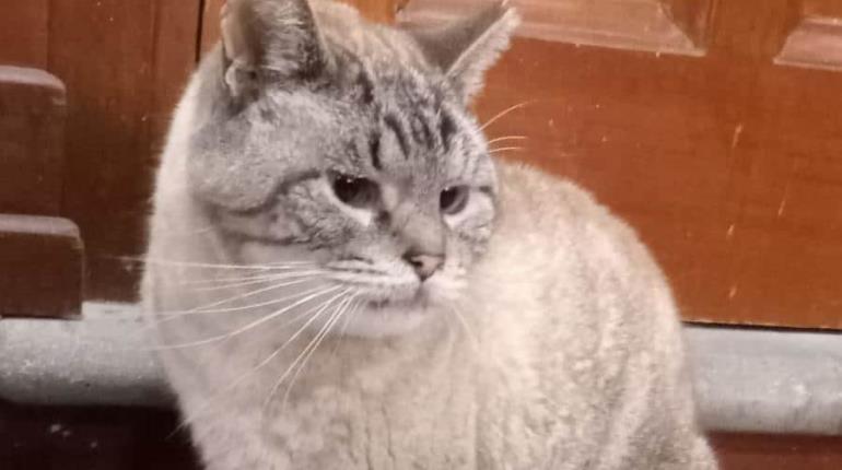 Muere ´Zeus´, gatito que vivía en Palacio Nacional