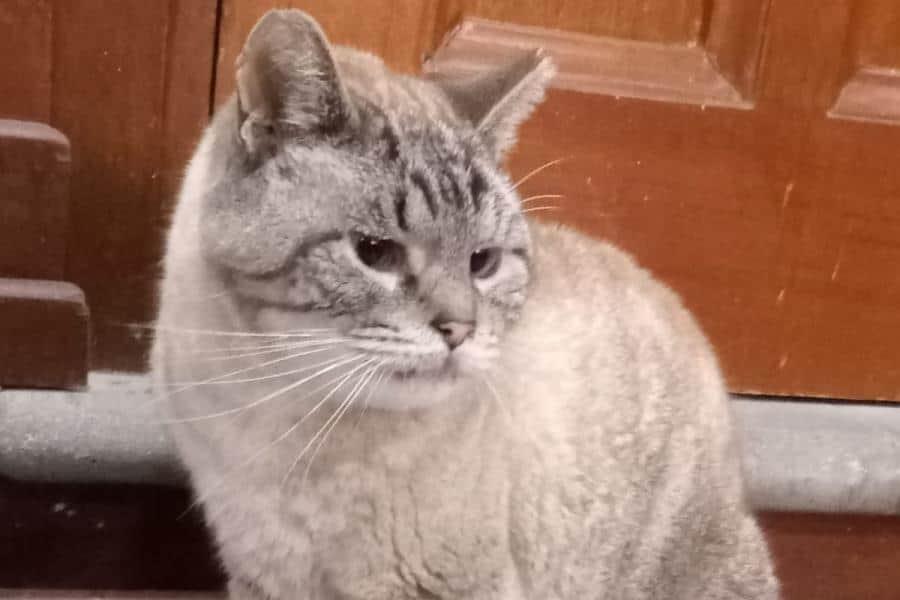 Muere ´Zeus´, gatito que vivía en Palacio Nacional