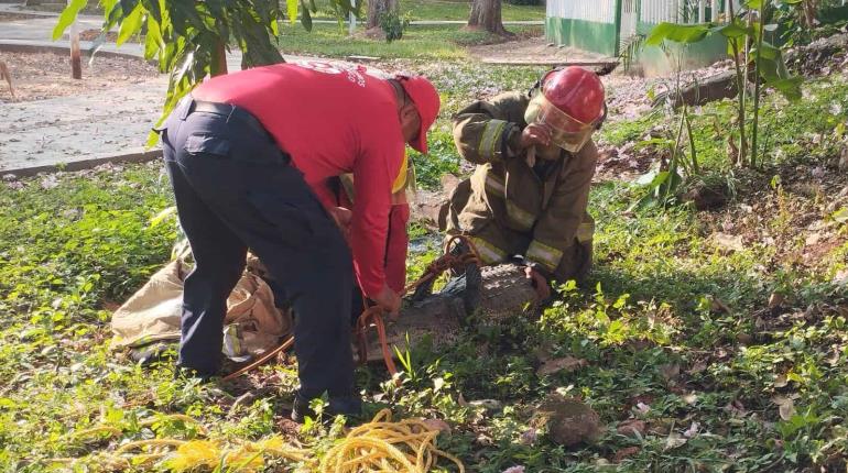 Rescatan bomberos a cocodrilo en parque Cuauhtémoc