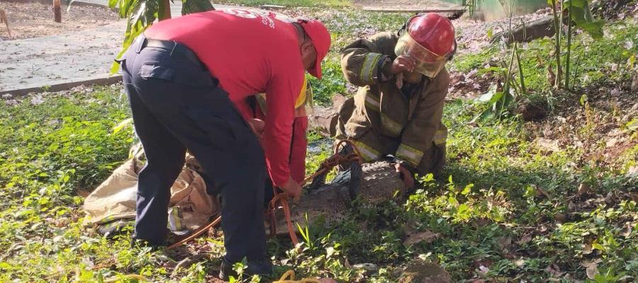 Rescatan bomberos a cocodrilo en parque Cuauhtémoc