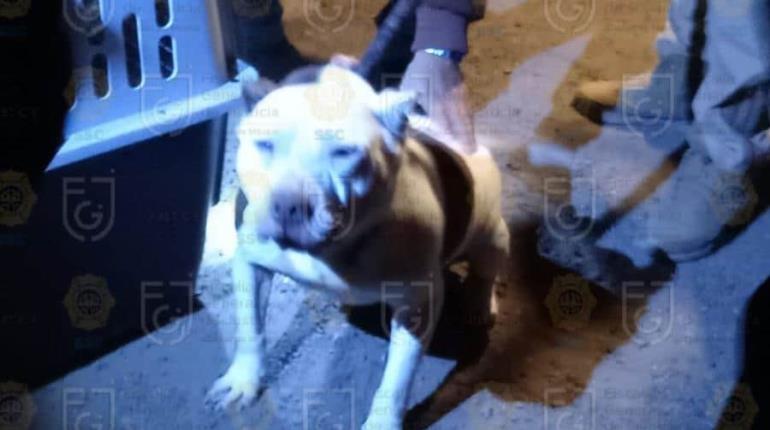 Rescatan a perros, tortugas y cuyo que vivían hacinados en CDMX