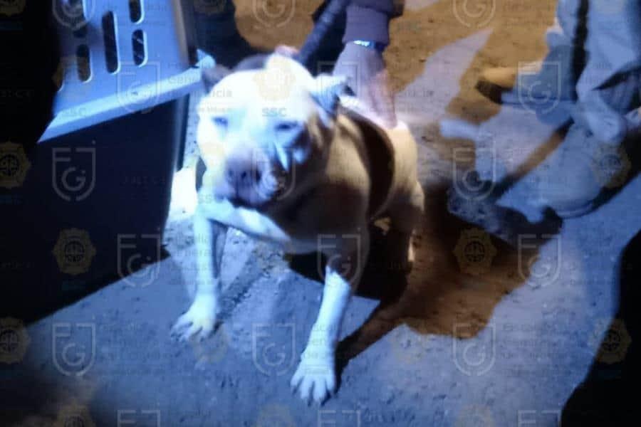 Rescatan a perros, tortugas y cuyo que vivían hacinados en CDMX