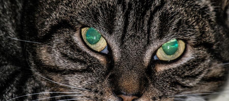 Japón lanza alerta sanitaria luego de que gato cayera en contenedor de químicos