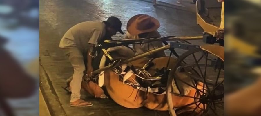 Se desploma caballo que jalaba calesa en Yucatán