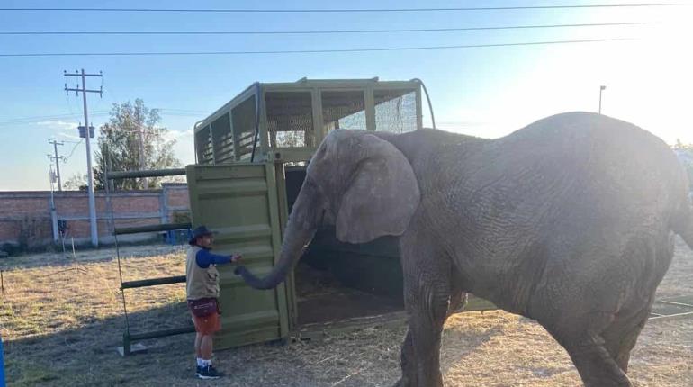 Trasladarán a elefanta ´Annie´ a nuevo hogar en Zoológico en CDMX