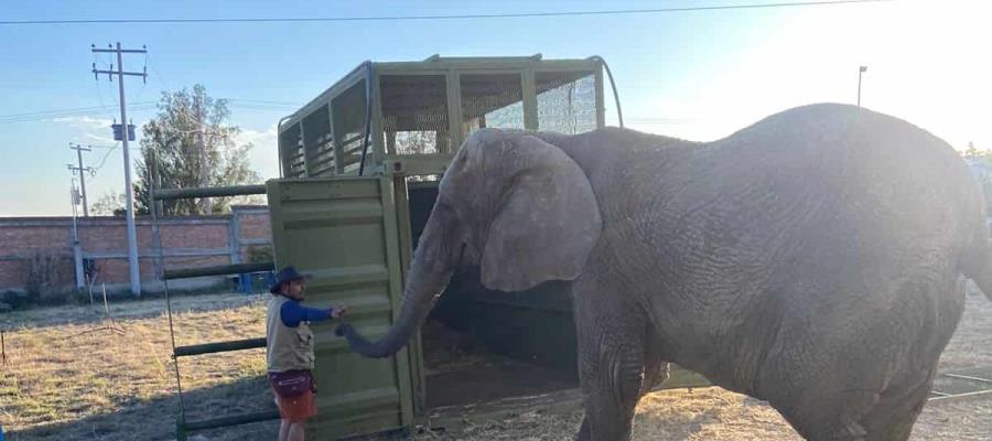 Trasladarán a elefanta ´Annie´ a nuevo hogar en Zoológico en CDMX