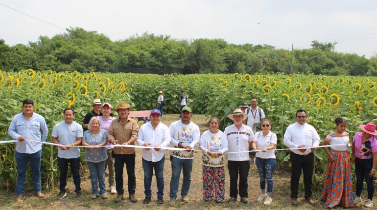 Inauguran Festival de los Girasoles en Balancán