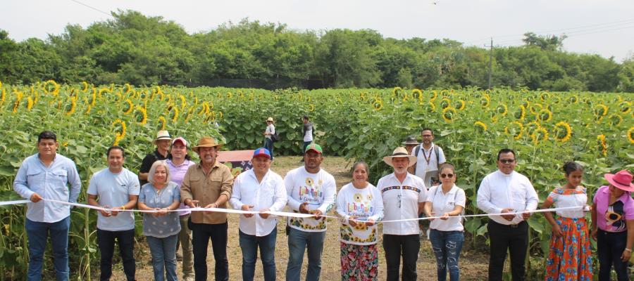 Inauguran Festival de los Girasoles en Balancán