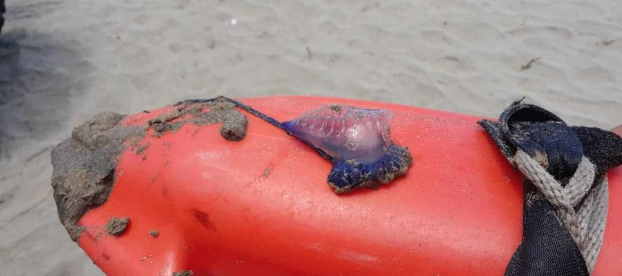 Alertan por presencia de medusas en playas de Tamaulipas y Baja California