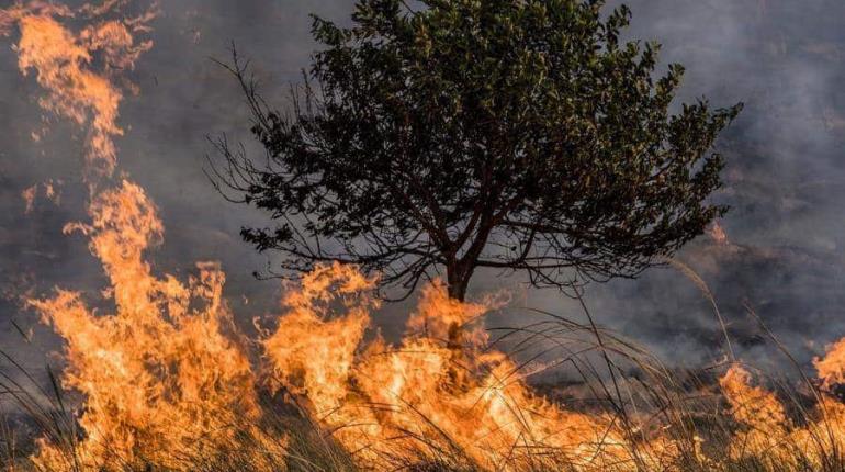 Aumentan incendios forestales en el país; ajustan 71 activos, según Conafor