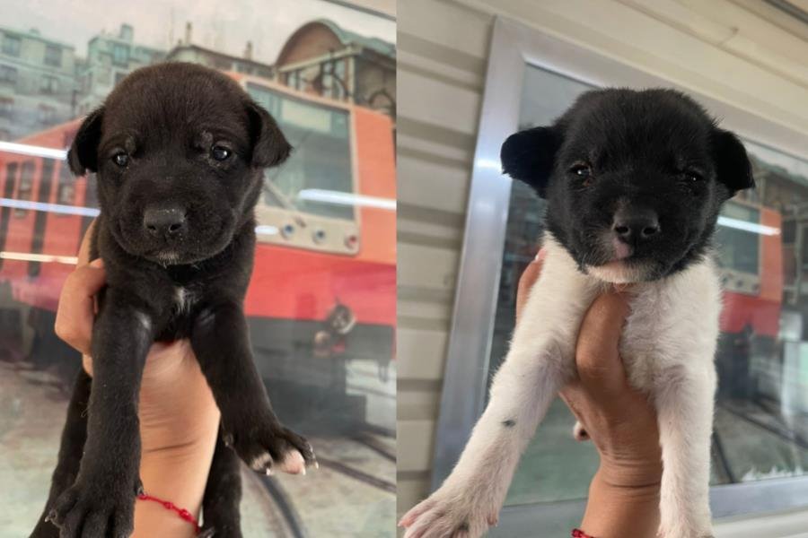 Abandonan a perritos en el Metro CDMX