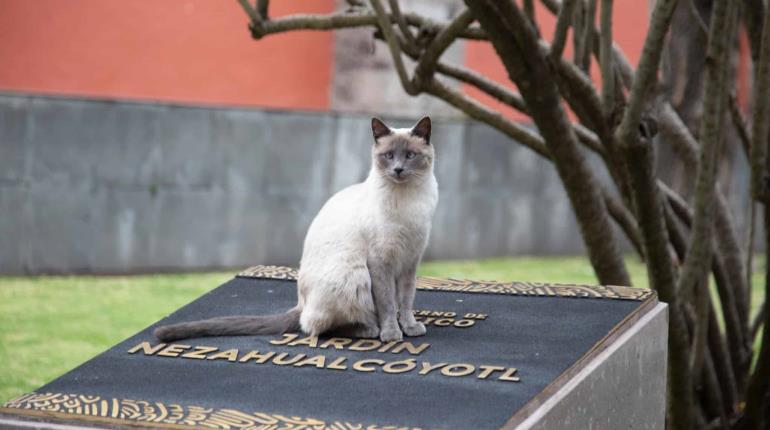 Declaran como activos fijos vivos a gatos de Palacio Nacional