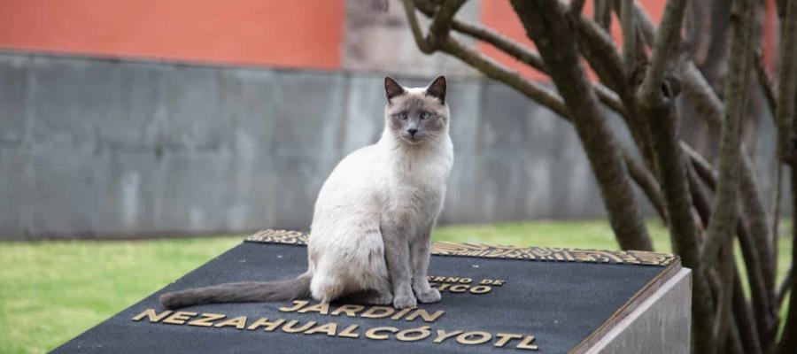 Declaran como activos fijos vivos a gatos de Palacio Nacional