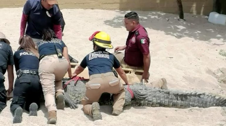 Capturan a cocodrilo de 3 metros que merodeaba zona turística de Puerto Vallarta