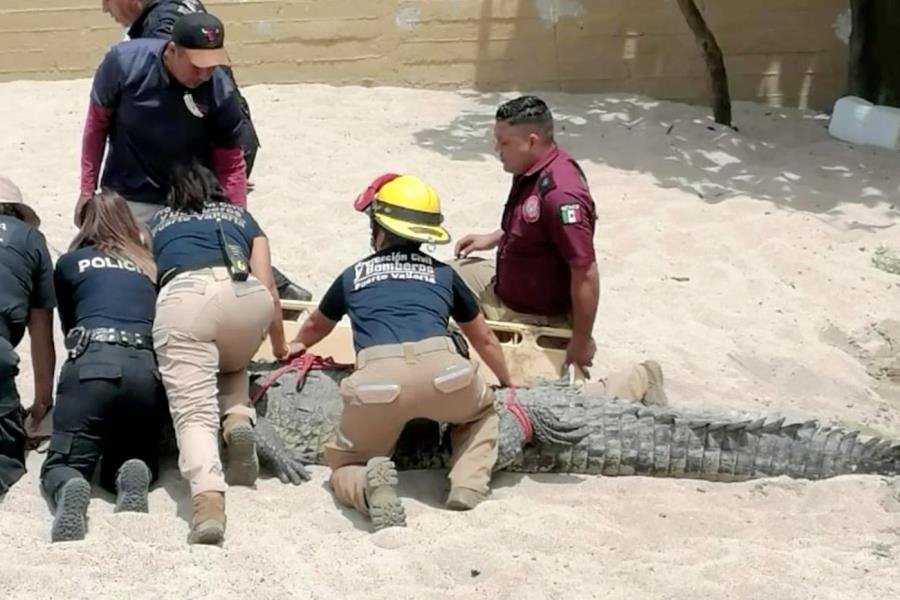 Capturan a cocodrilo de 3 metros que merodeaba zona turística de Puerto Vallarta