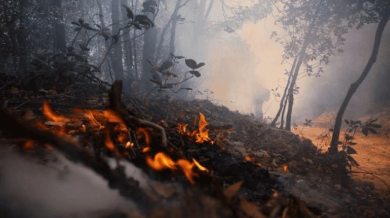 3 de cada 10 incendios forestales en México fue por quemas agropecuarias no controladas: Sader