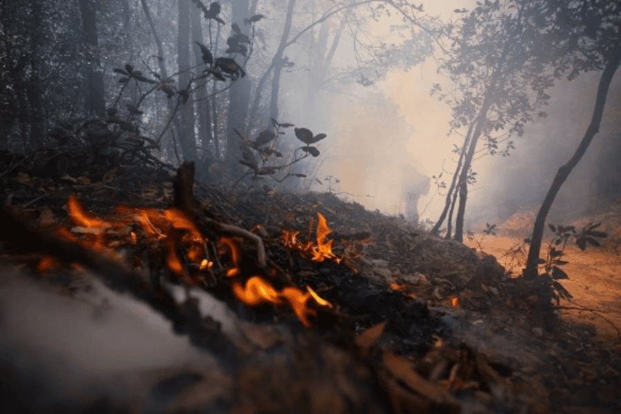 Reportan activos 72 incendios forestales en 18 estados