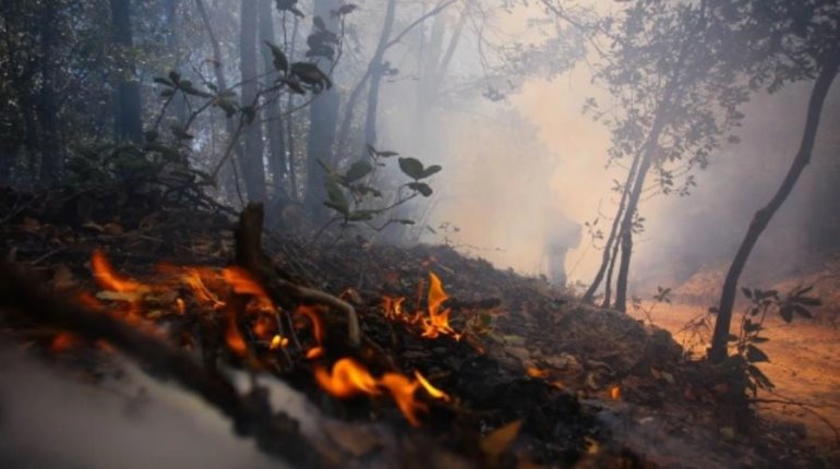 Conafor reporta 71 incendios activos en 19 estados