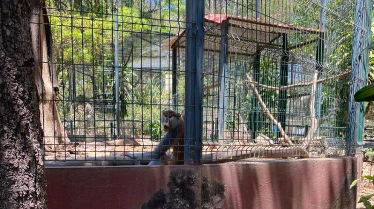 Por irregularidades, aseguran animales de Ecoparc en Colima