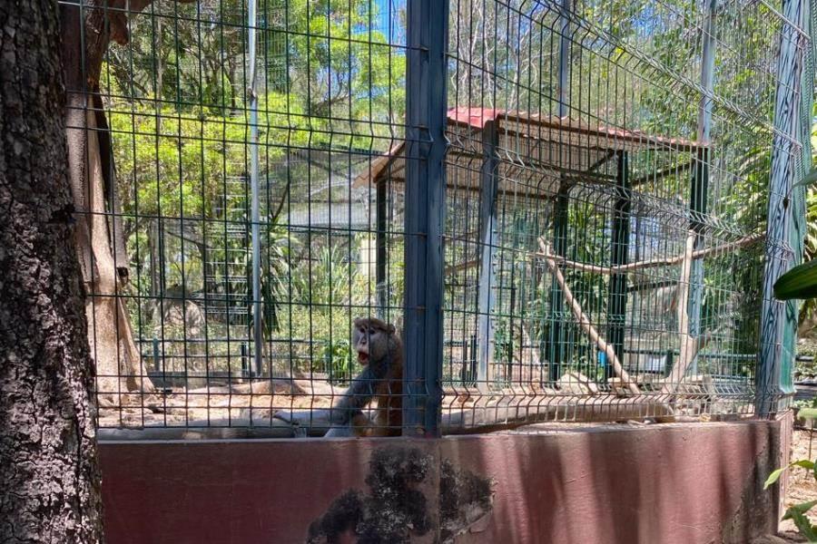 Por irregularidades, aseguran animales de Ecoparc en Colima