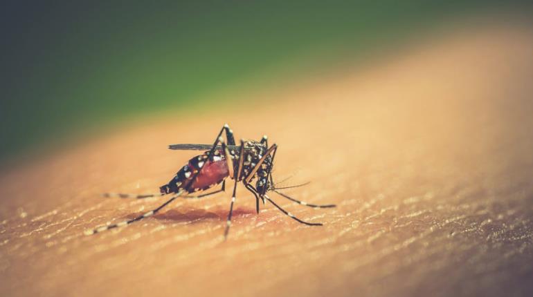 Llama Salud a ciudadanos acudir al médico ante primeros síntomas de dengue