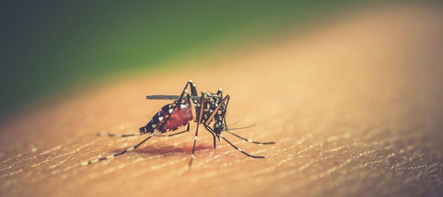 Llama Salud a ciudadanos acudir al médico ante primeros síntomas de dengue